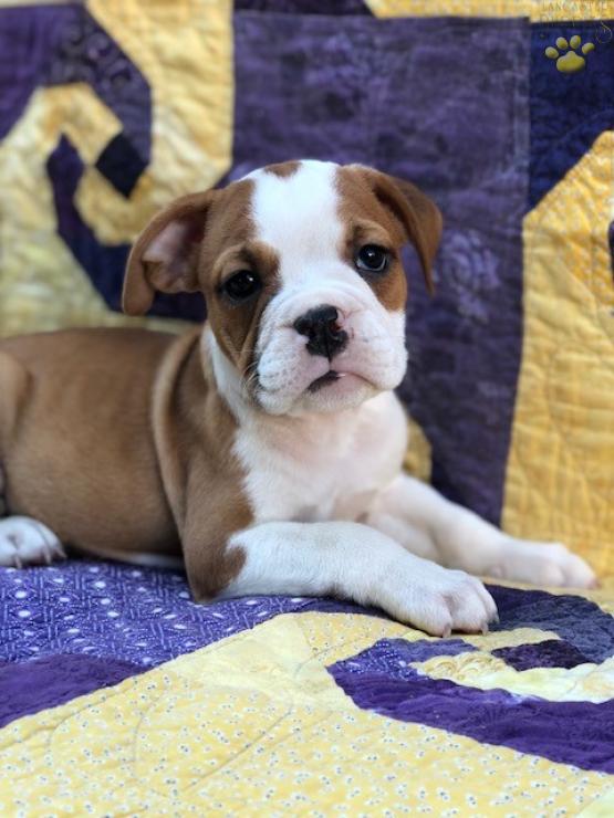 Bulldog Puppies For Sale In Pa petfinder